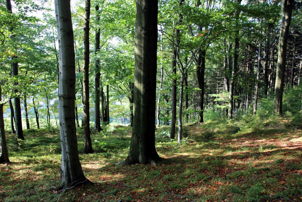 Ferienwohnung Am Kieferberg Hormersdorf  Buitenkant foto